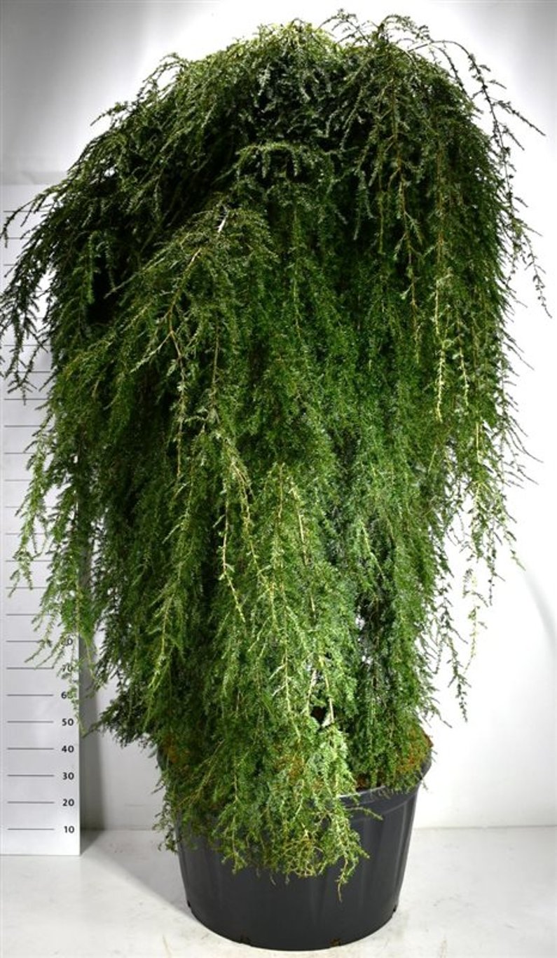 Tsuga can. 'Pendula' - 200 CM Stem Cont.